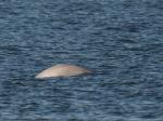 罕见白鲸连续三天出现于泰晤士河 疑似迷路
