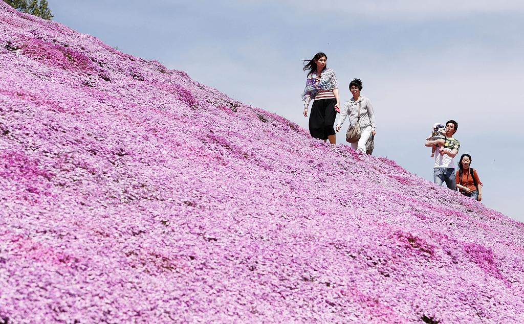 北海道芝樱盛放 超梦幻花海织就粉紫色地毯