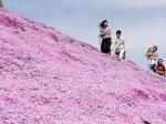 北海道芝樱盛放 超梦幻花海织就粉紫色地毯