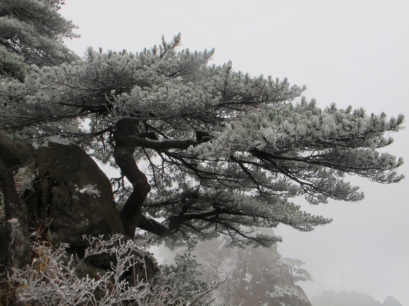 雪后黄山  留白之美