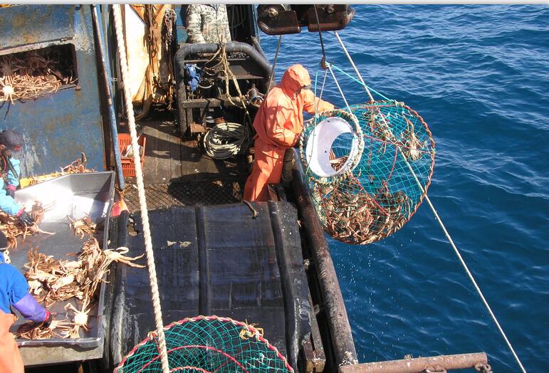 俄罗斯安泰集团捕捞帝王蟹现场