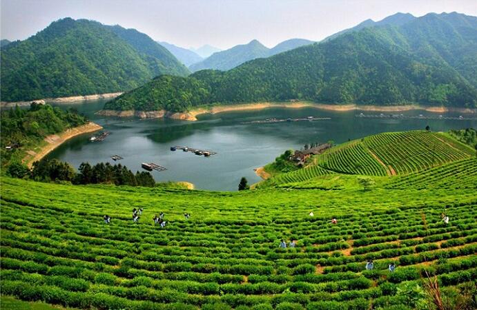 安化黑茶文化节新闻发布会7月20日长沙举行湖南安化是世界黑茶发源地